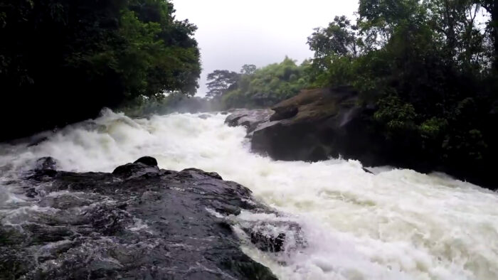 Korup National Park - Cameroon 7 Featured image