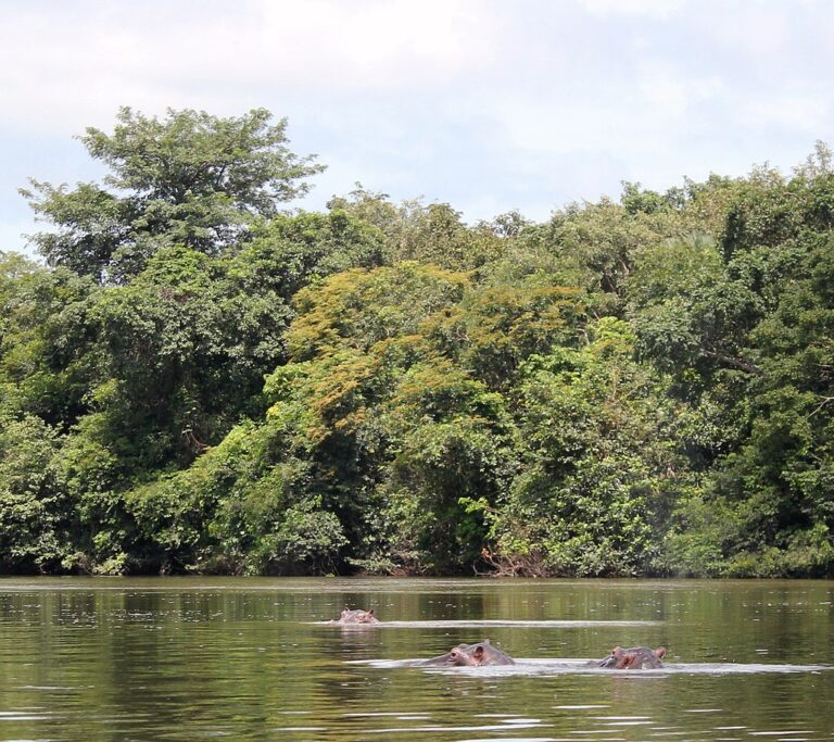 Outamba-Kilimi National Park - Sierra Leone 2 OUTAMBA 002 PHOTO BY Leasmhar WIKIPEDIA 768x683