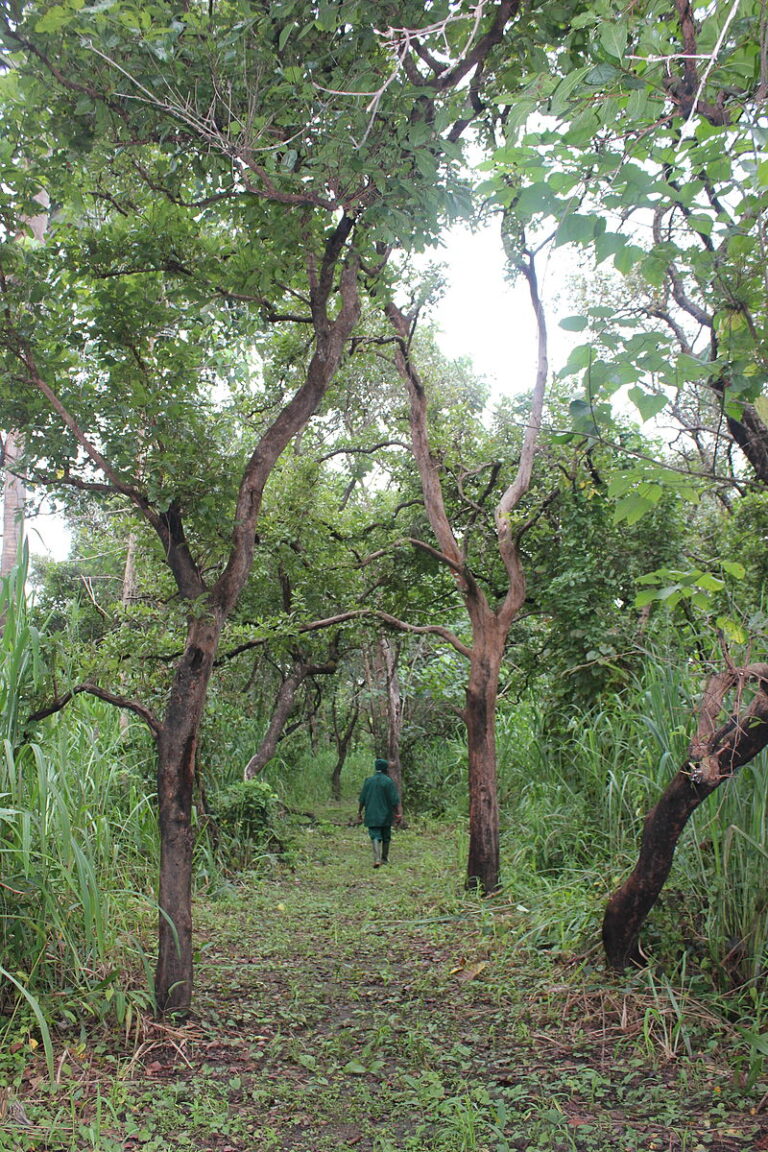 Outamba-Kilimi National Park - Sierra Leone 3 OUTAMBA 003 PHOTO BY Leasmhar WIKIPEDIA 768x1152