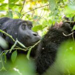 Rwatata Safaris – Fort Portal – Uganda