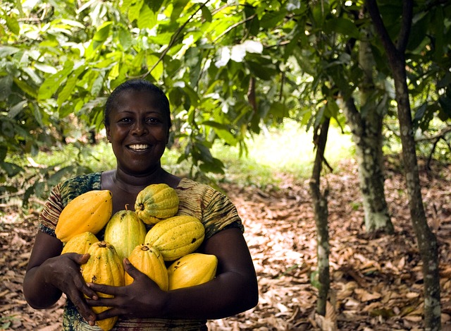 Cocoa in Africa