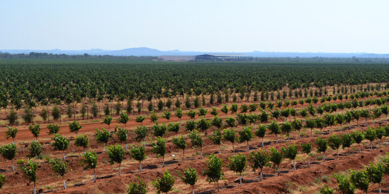 Selebi Phikwe Citrus - Selebi Phikwe - Botswana 2 Selebi Phikwe Citrus 02 768x384