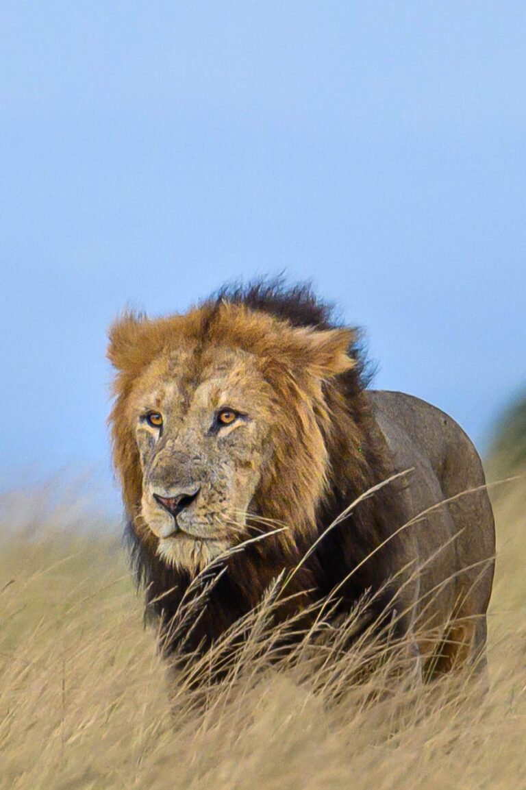 makomanation 002 768x1153