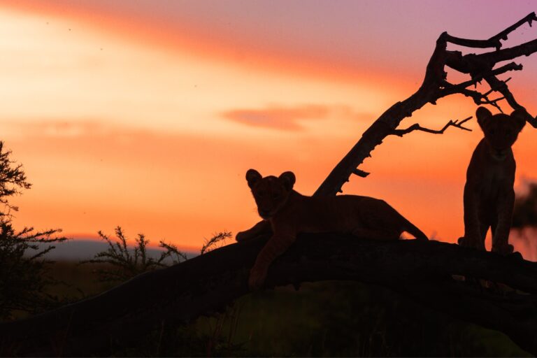 makomanation 004 768x512