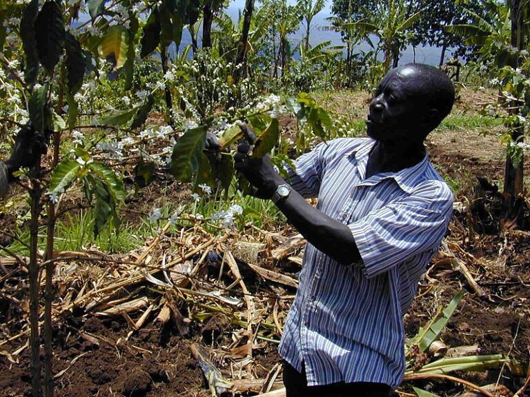 Mr Masiga Gumutindo farmer March 200 PHOTO BY Andy Carlton WIKIPEDIA 768x576