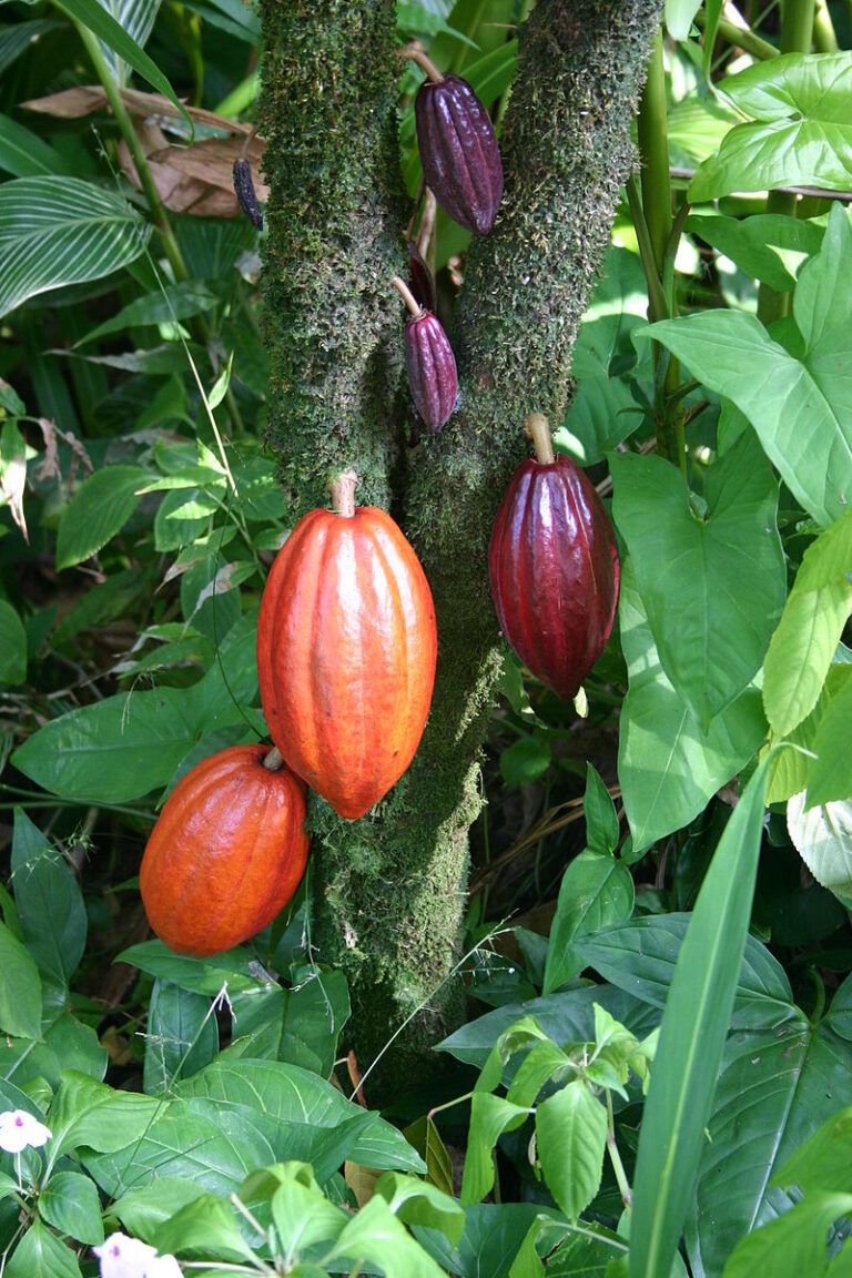 Cocoa Pods photo by  Medicaster WIKIPEDIA 768x1152