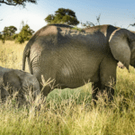 Sabi Sand Nature Reserve – Bushbuckridge – South Africa