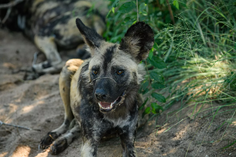 Sabi Sand Nature Reserve - Bushbuckridge - South Africa 2 SABI SAND NATURE RESERVE 002 PHOTO BY SABISANDOFFICIAL 768x512