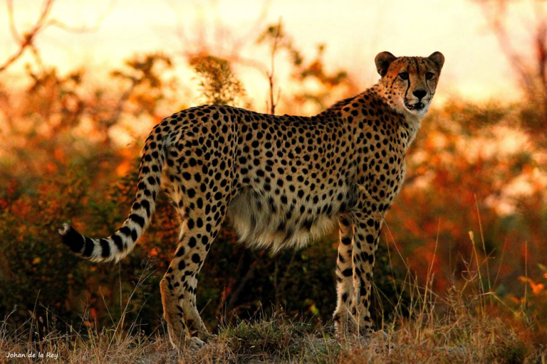 Sabi Sand Nature Reserve - Bushbuckridge - South Africa 3 SABI SAND NATURE RESERVE 003 PHOTO BY SABISANDOFFICIAL 768x512