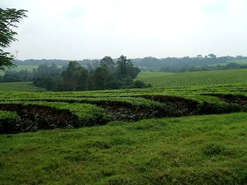 Bushenyi Tea platantion Uganda