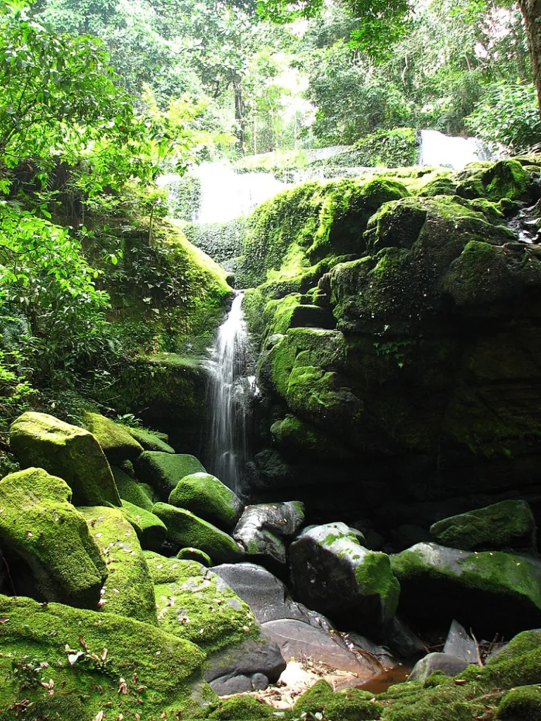 Profile 7 Ivindo NAtional PArk foto by Jefe Le Gran Flick WIKIPEDIA 768x1024