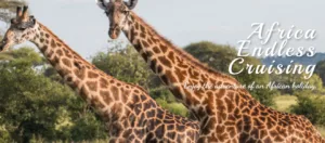 Profile 3 Profile 1
