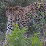 Maremani Nature Reserve – Musina – South Africa