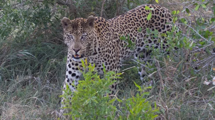 Maremani Nature Reserve - Musina - South Africa 3 Featured image