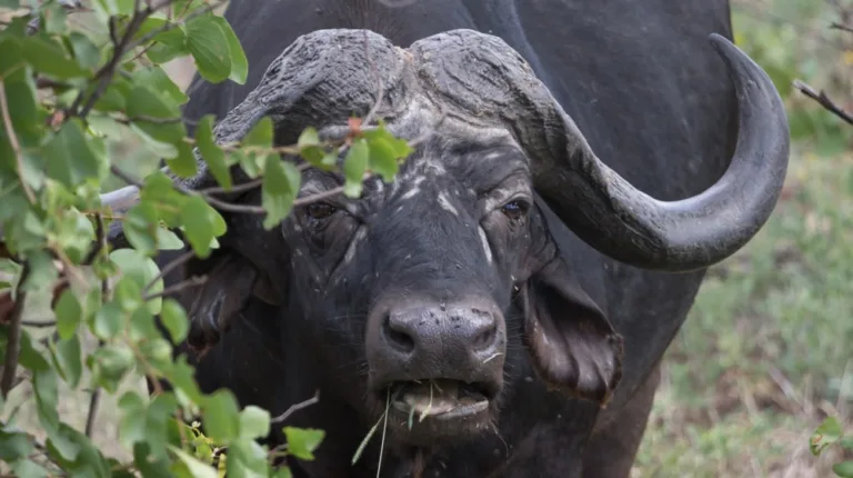Maremani Nature Reserve - Musina - South Africa 2 Maremani NR 03 photo by Maremani Nature Reserve 768x430