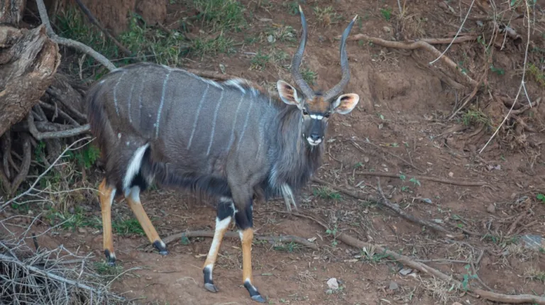 Maremani Nature Reserve - Musina - South Africa 3 Maremani NR photo by Maremani Nature Reserve 768x430