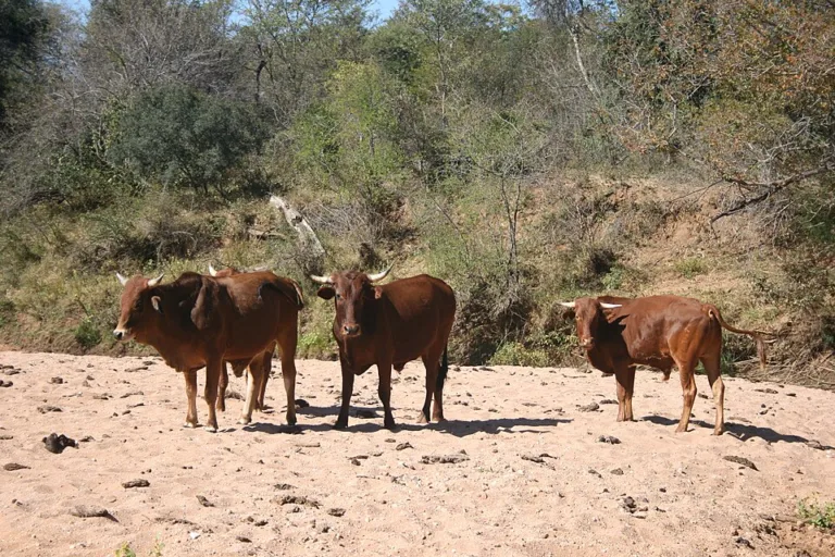 Mogalakwenarivier cattle photo by JMK WIKIPEDIA 768x512