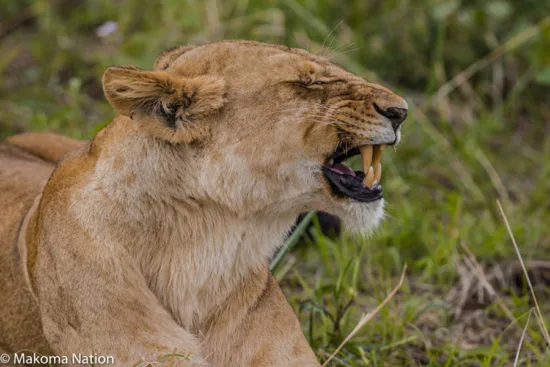 Uganda Luxury Safari 14 days 5 Featured image