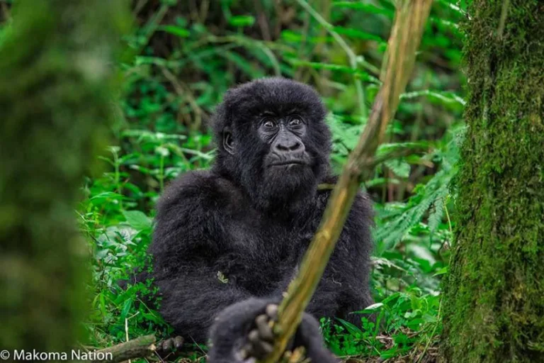 baby gorilla 820x547 1 768x512