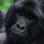 9 Day Gorilla with Chimpanzee habituation Safari