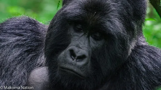 9 Day Gorilla with Chimpanzee habituation Safari 4 Featured image