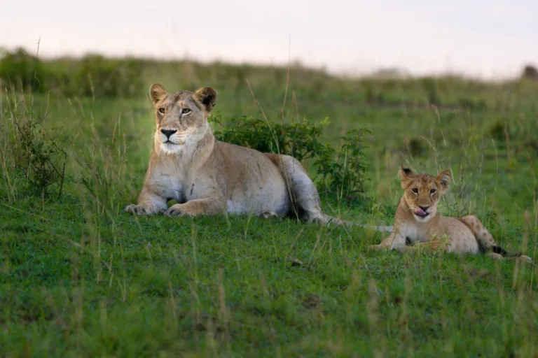 Uganda Lioness 768x512