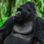 10 Day Gorilla & Wildlife Uganda Adventure Safari