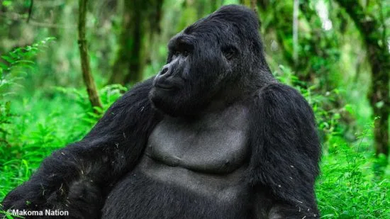 10 Day Gorilla & Wildlife Uganda Adventure Safari 7 Featured image