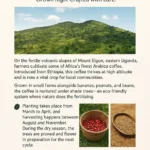Mount Elgon Coffee Area – Uganda