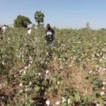 Cotton Area Department of Collines – Benin
