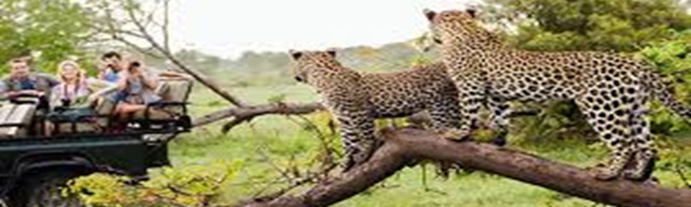 User banner image