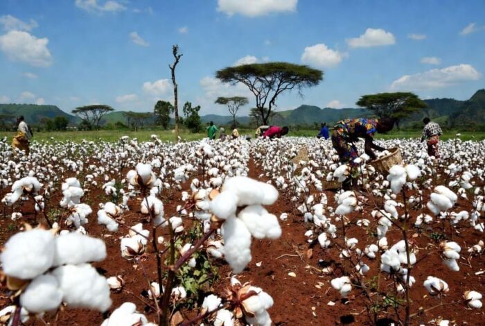 Africa’s Cotton Industry: Small Farmers, Organic Growth, and Global Exports 1