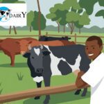 Scaling the East African Dairy Corridor: A Technical Analysis of Pearl Dairy (Lato Milk) 3 Featured image