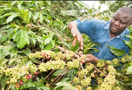 Ugandan Coffee Value Chains: The NUCAFE Model for Sovereign Agribusiness 1 Ugandan Coffee Value Chains: The NUCAFE Model for Sovereign Agribusiness 1