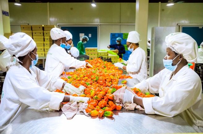 Horticultural Sovereignty and Export Scaling: The Bahage Foods Model in Rwanda 1 Horticultural Sovereignty and Export Scaling: The Bahage Foods Model in Rwanda 1
