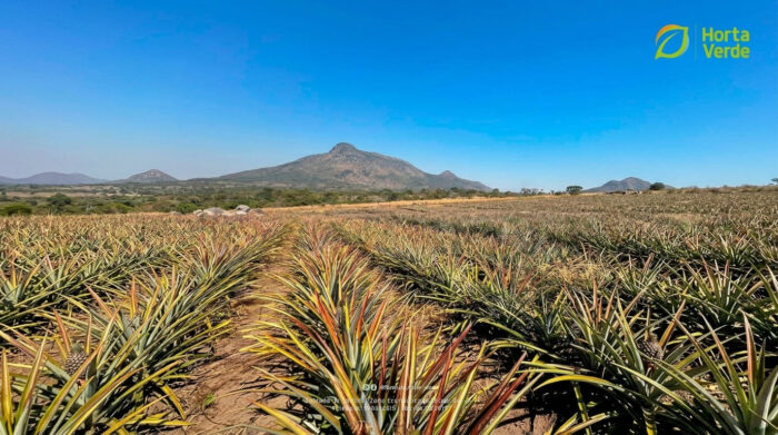 Agribusiness in Angola: 3 Ways Horta Verde Scales | ProdAfrica 1